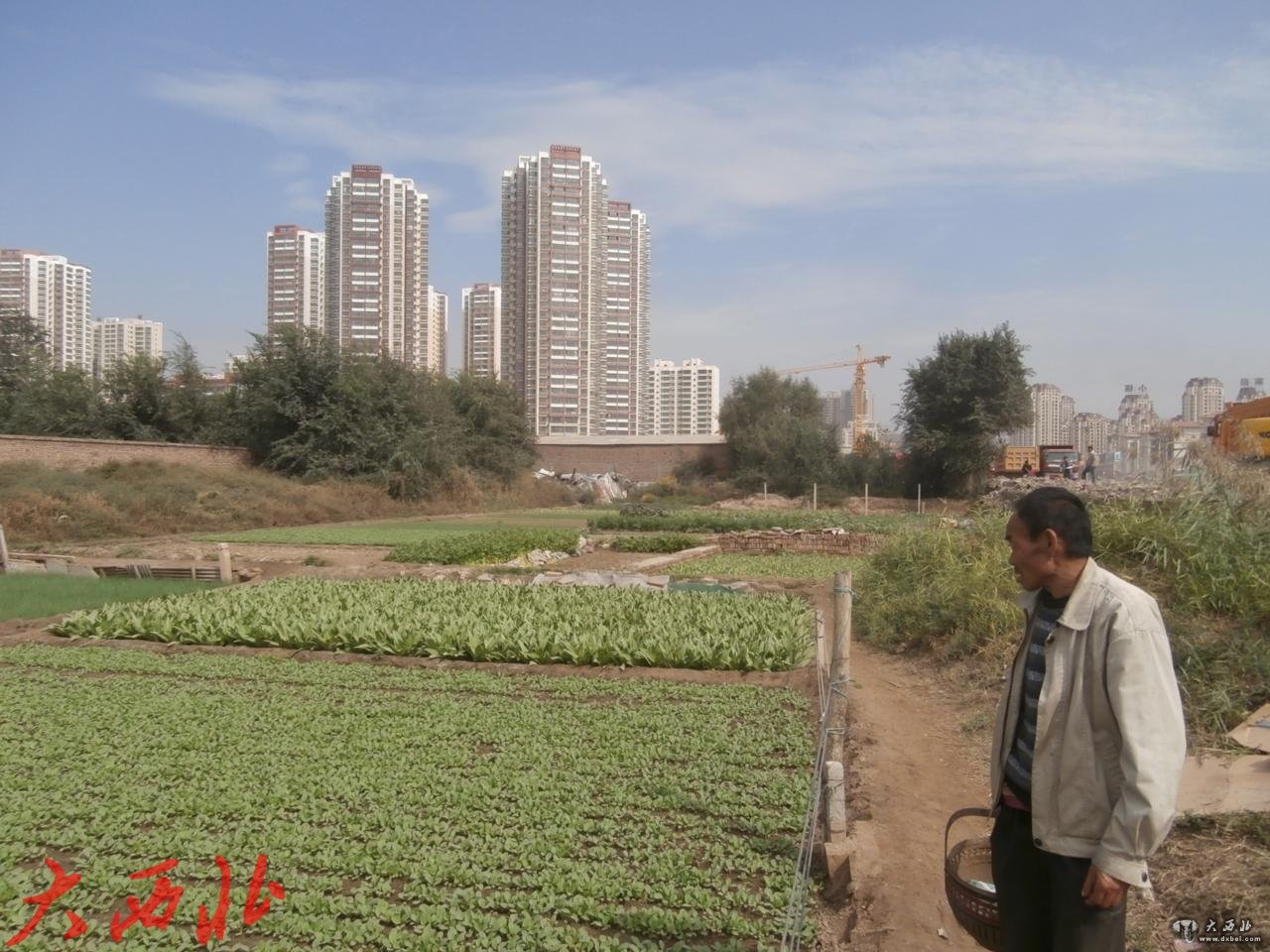 小雁滩，有100多亩的城中菜地（组图）