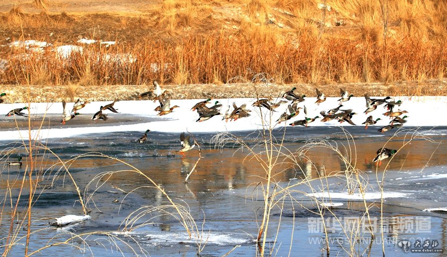 酒泉湿地面积全省排名第一 成迁徙候鸟“乐园”
