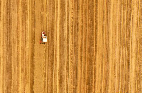 豫南等地进入麦收高峰 拉开河南麦收序幕