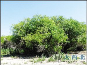 天赐珍品柳花茶