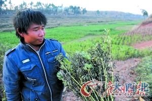 旱区村民拿着枯萎的大豆秧子,欲哭无泪。记者乔军伟 摄 旱区村民拿着枯萎的大豆秧子,欲哭无泪。记者乔军伟 摄