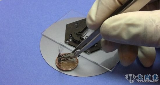 机器昆虫的尺寸与一枚美国二角五分硬币相当,能够从薄片中弹出 机器昆虫的尺寸与一枚美国二角五分硬币相当,能够从薄片中弹出