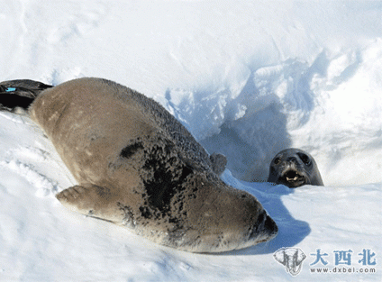 走进梦幻南极洲：多彩极光笼罩科考站