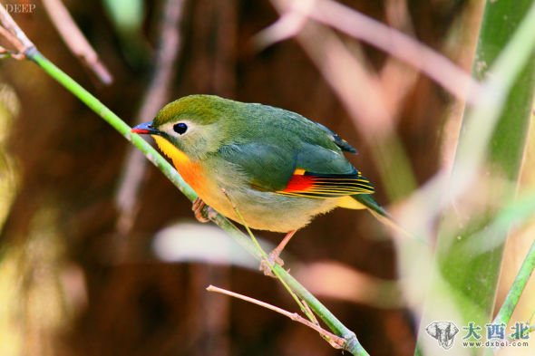 红嘴相思鸟的羽色艳丽，鸣声婉转动听，是著名的笼养观赏鸟之一，因此遭到人类大量捕捉，供各动物园和个人饲养观赏，致使种群数量显著减少。（摄影/陈旭）