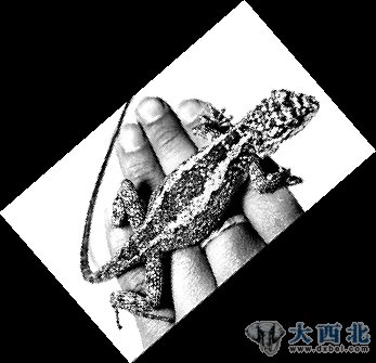 90后养宠物 “ 无毒不丈夫”