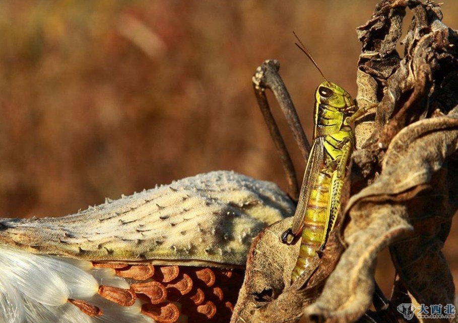 大蝗虫趴在马利筋豆荚上