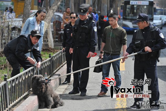 民警围捕乌鲁木齐街头咬人松狮 民警围捕乌鲁木齐街头咬人松狮
