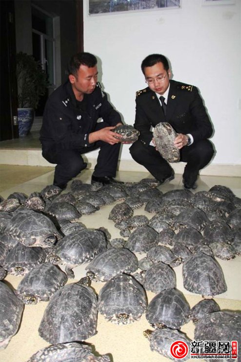 乌鲁木齐海关破获值逾500万走私黑池龟案/图 乌鲁木齐海关破获值逾500万走私黑池龟案/图