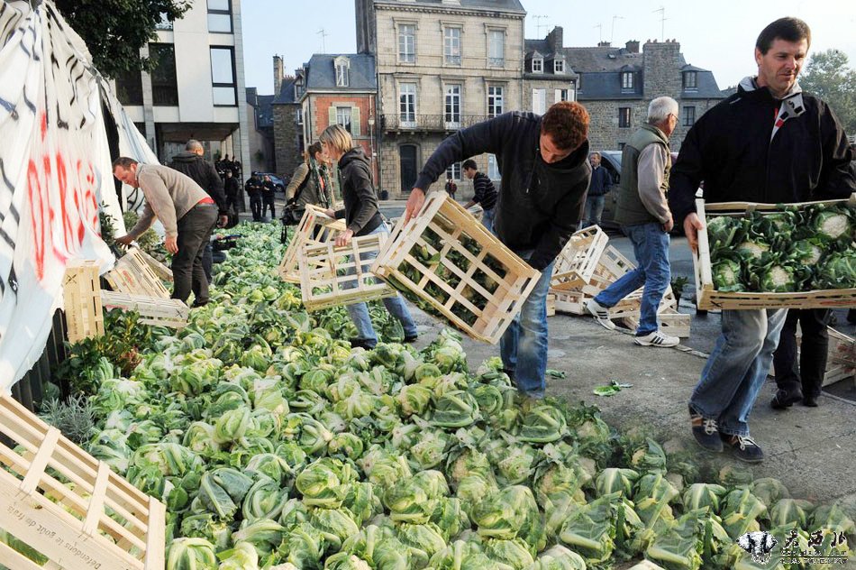 法国农民倒掉菜花泄愤 抗议蔬菜跌价