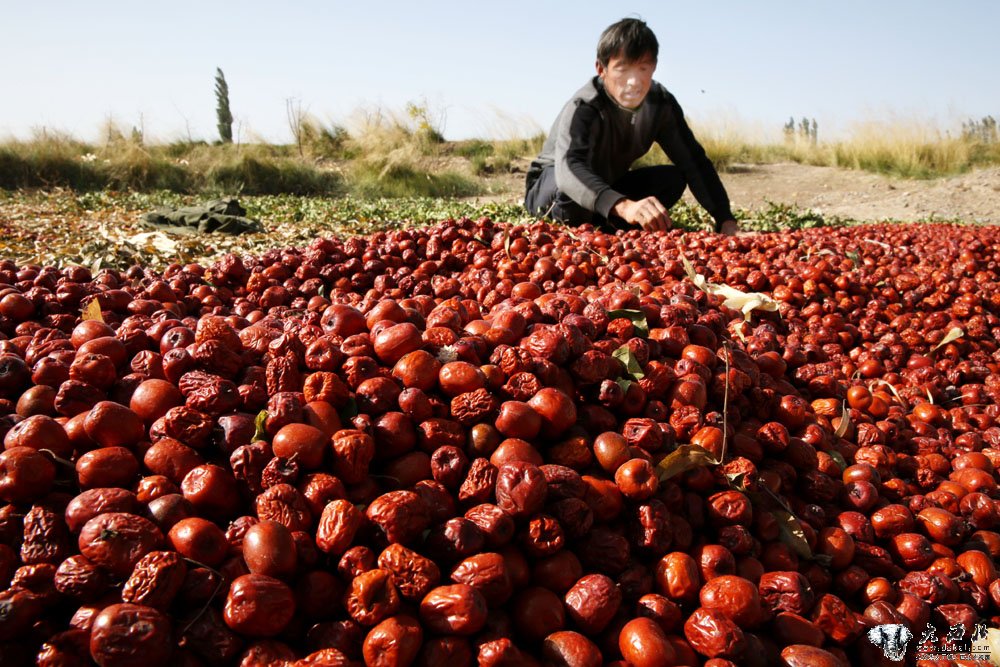 甘肃临泽戈壁红枣喜获丰收