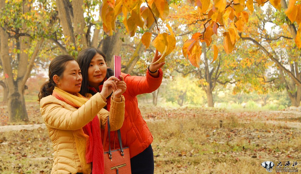 “秋染梨园·美丽什川”摄影比赛征稿