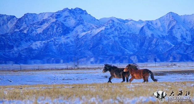 【大美甘肃】祁连山下：冰雪草原牧马图