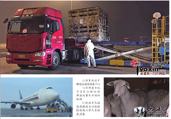 1438只澳大利亚杜泊羊抵乌鲁木齐 1只羊坐飞机花两千多 1438只澳大利亚杜泊羊抵乌鲁木齐 1只羊坐飞机花两千多