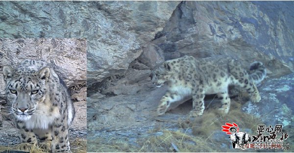 志愿者设红外相机 乌鲁木齐南山雪豹镜头前秀一秀划地盘 志愿者设红外相机 乌鲁木齐南山雪豹镜头前秀一秀划地盘