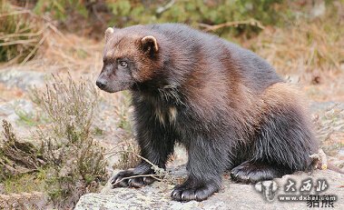 阿尔泰山首次拍到貂熊清晰照 阿尔泰山首次拍到貂熊清晰照