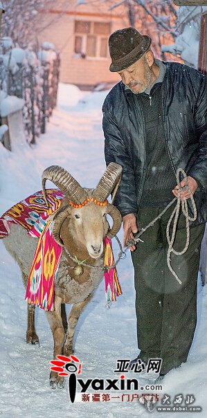 乌鲁木齐市一四角羊因主人外出不进食 主人拮据草料成难 乌鲁木齐市一四角羊因主人外出不进食 主人拮据草料成难