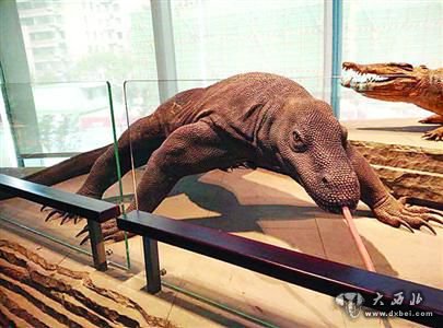 自博馆里的“科莫多巨蜥”模型