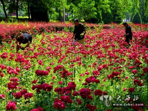 鲜花飘香滨河路