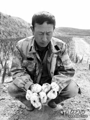 价格低销路窄,愁煞榆中百合种植户