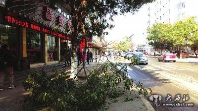 树断了,人行道被霸占