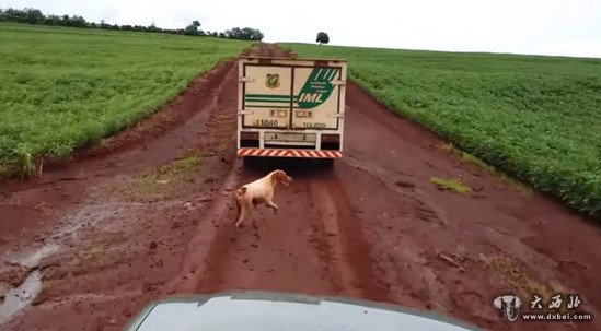 小狗苦追灵车16公里 不愿和去世主人分开