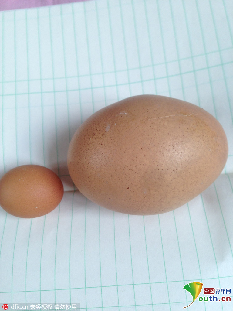 江苏丹阳一母鸡产下203克巨型鸡蛋 敲开鸡蛋后惊现“蛋中有蛋”