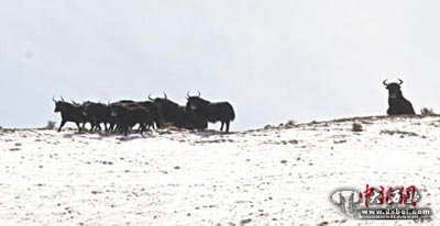 甘肃阿克塞县出现降雪，其境内哈尔腾草原珍贵野生动物成群现身路边戏雪奔腾，大批候鸟迁徙翻越海拔5000多米雪山