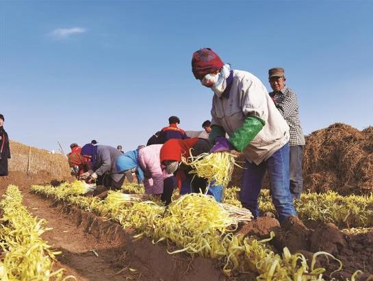 兰州市西固区第五届韭