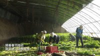 青海:蔬菜产区多措并