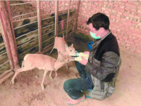 青海哈尔盖区域内普氏