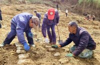 成县：天麻生“金”富
