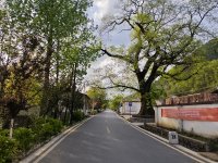 成县二郎乡：马莲“绿