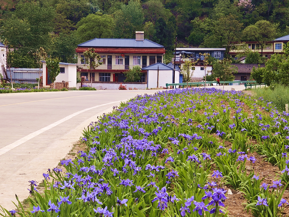 成县小川镇：30万株马