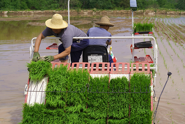 成县:科技赋能稻香盈