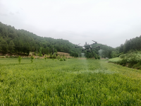 成县红川镇:奏响夏粮