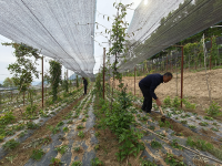 成县：从“守绿”到“