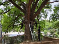 成县：古树危情急响应