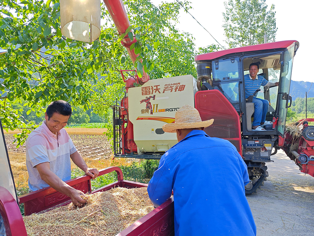 成县：“药粮轮作”新
