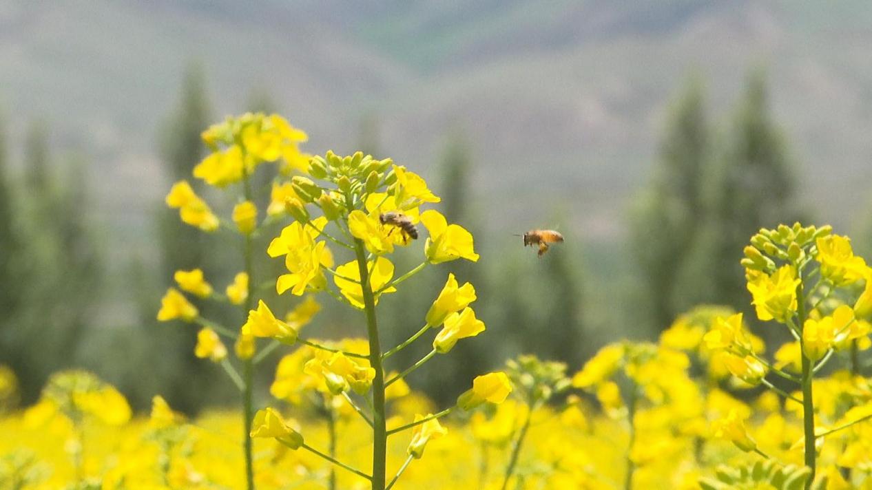 永昌：油菜花海“醉”