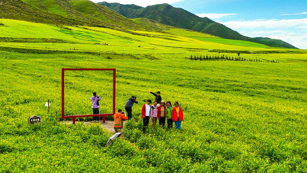 甘肃张掖：油菜花开扁都口