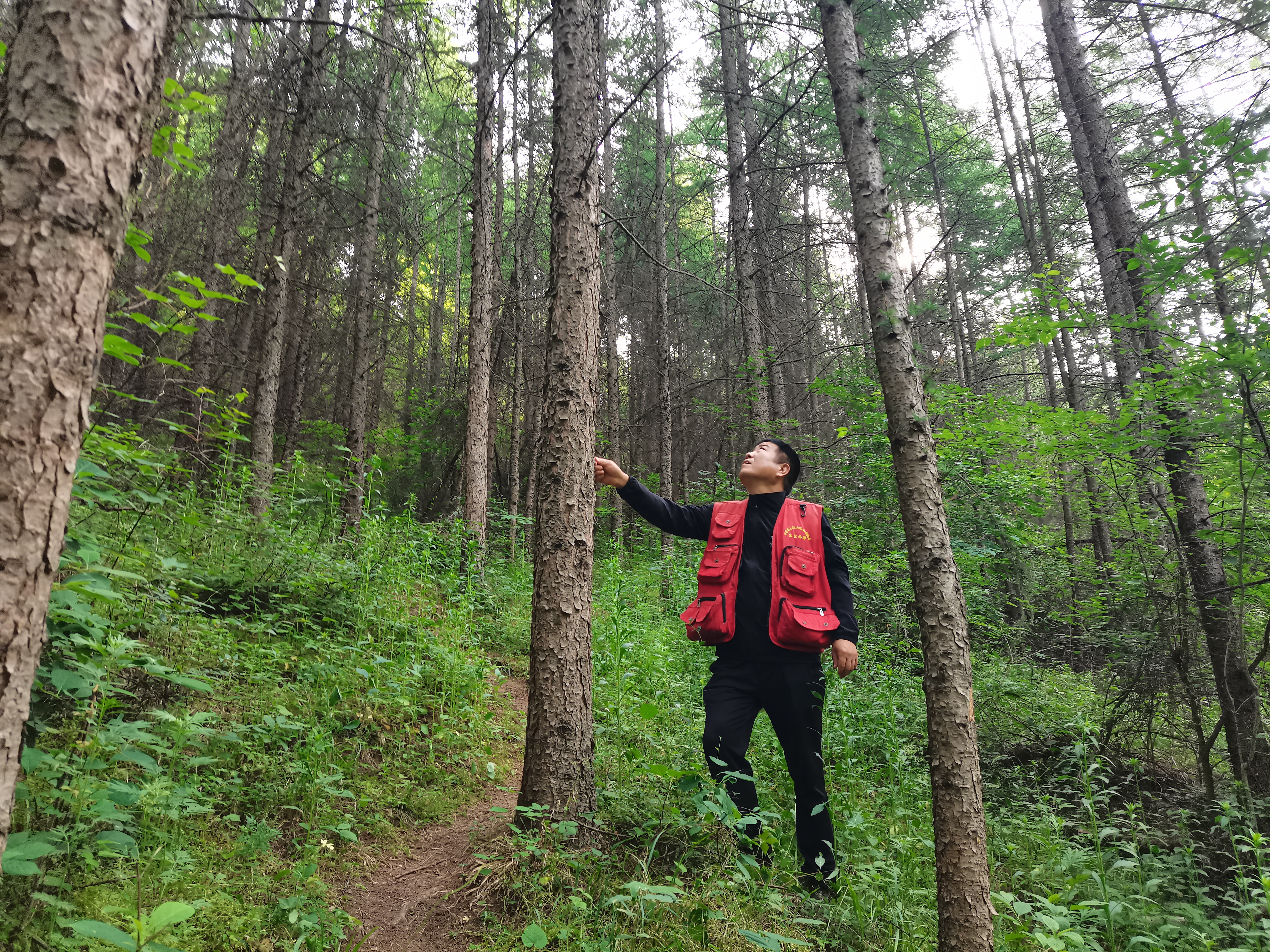 深山里的“绿色卫士”